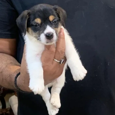 Jack Russell Terrier Price in Surat | Jack Russell Terrier Puppies for sale in Surat