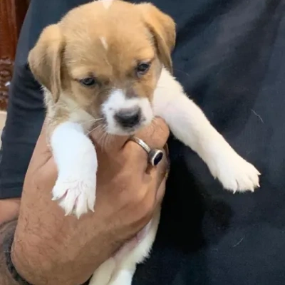 Jack Russell Terrier Price in Visakhapatnam | Jack Russell Terrier Puppies for sale in Visakhapatnam