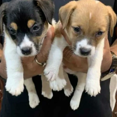 Jack Russell Terrier Price in Surat | Jack Russell Terrier Puppies for sale in Surat