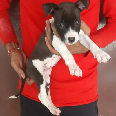 Jack Russell Terrier Price in Surat | Jack Russell Terrier Puppies for sale in Surat