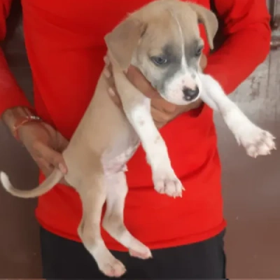 Jack Russell Terrier Price in Surat | Jack Russell Terrier Puppies for sale in Surat