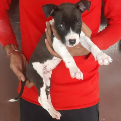 Jack Russell Terrier Price in Surat | Jack Russell Terrier Puppies for sale in Surat