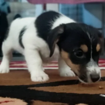 Jack Russell Terrier Price in Visakhapatnam | Jack Russell Terrier Puppies for sale in Visakhapatnam