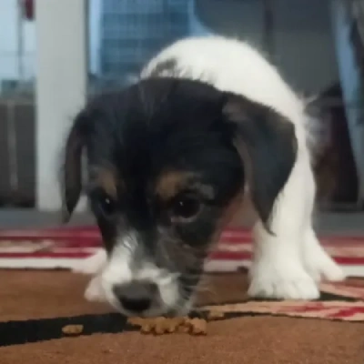 Jack Russell Terrier Price in Surat | Jack Russell Terrier Puppies for sale in Surat