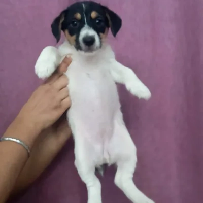 Jack Russell Terrier Price in Visakhapatnam | Jack Russell Terrier Puppies for sale in Visakhapatnam