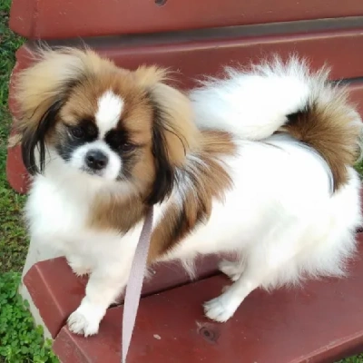 Japanese Chin Price in Nashik | Japanese Chin Puppies for sale in Nashik