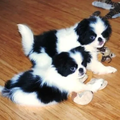 Japanese Chin Price in Surat | Japanese Chin Puppies for sale in Surat