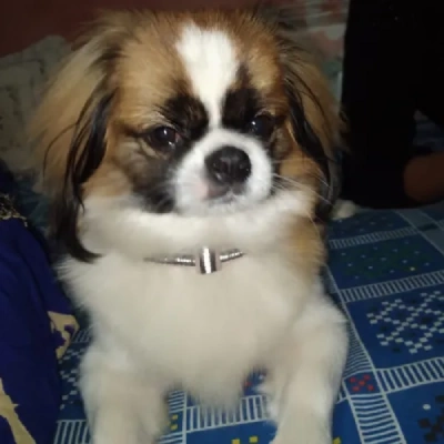 Japanese Chin Price in Surat | Japanese Chin Puppies for sale in Surat