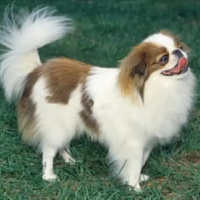 Japanese Chin Price in Nashik | Japanese Chin Puppies for sale in Nashik