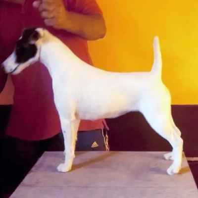 Japanese Terrier Price in Nashik | Japanese Terrier Puppies for sale in Nashik