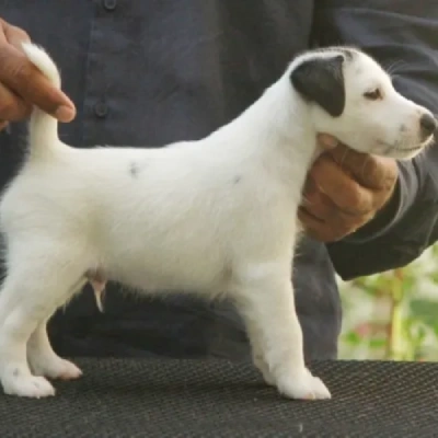 Japanese Terrier Price in Nashik | Japanese Terrier Puppies for sale in Nashik