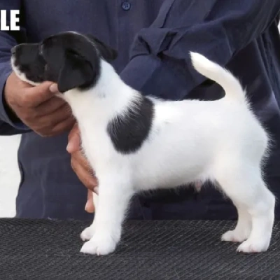 Japanese Terrier Price in Nashik | Japanese Terrier Puppies for sale in Nashik