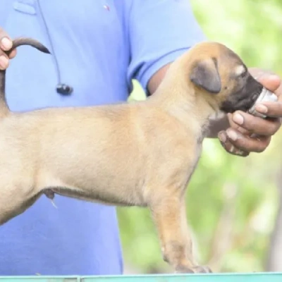 Kombai Price in Surat | Kombai Puppies for sale in Surat