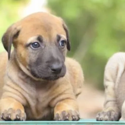 Kombai Price in Surat | Kombai Puppies for sale in Surat