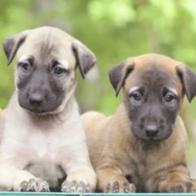 Kombai Price in Surat | Kombai Puppies for sale in Surat