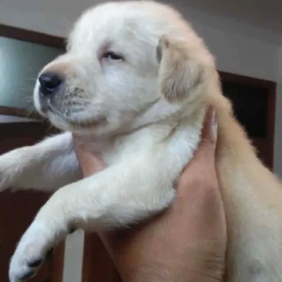 Labrador Price in Noida | Labrador Puppies for sale in Noida