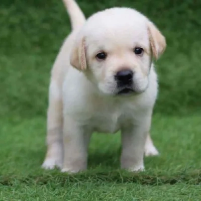 Labrador Retriever Price in Pune | Labrador Retriever Puppies for sale in Pune