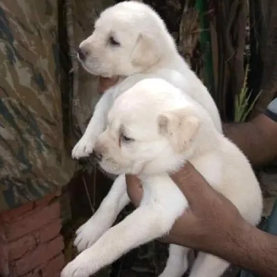 Labrador Price in Delhi | Labrador Puppies for sale in Delhi