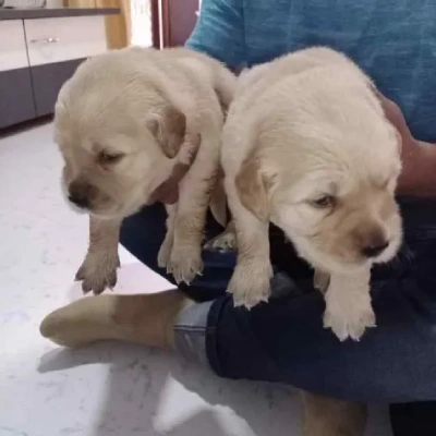 Labrador  Price in Bangalore | Labrador  Puppies for sale in Bangalore