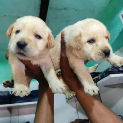 Labrador Retriever Price in Surat | Labrador Retriever Puppies for sale in Surat