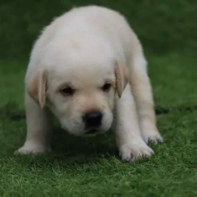 Labrador Retriever Price in Surat | Labrador Retriever Puppies for sale in Surat