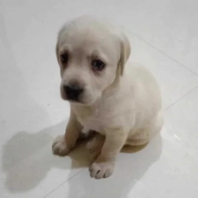 Labrador Retriever Price in Pune | Labrador Retriever Puppies for sale in Pune