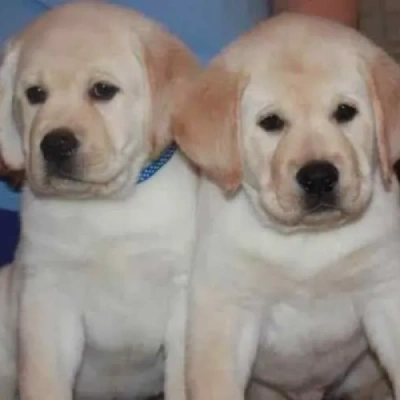 Labrador  Price in Bangalore | Labrador  Puppies for sale in Bangalore