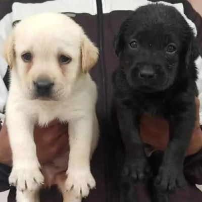 Labrador Retriever Price in Chennai | Labrador Retriever Puppies for sale in Chennai