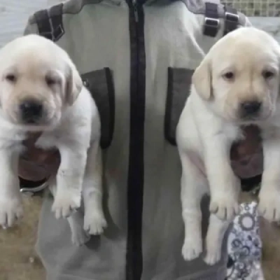 Labrador Retriever Price in Hyderabad | Labrador Retriever Puppies for sale in Hyderabad