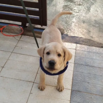 Labrador Retriever Price in Mumbai | Labrador Retriever Puppies for sale in Mumbai