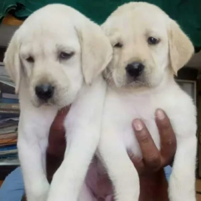 Labrador Price in Delhi | Labrador Puppies for sale in Delhi