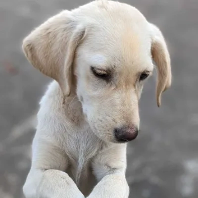 Labrador Retriever Price in Chennai | Labrador Retriever Puppies for sale in Chennai