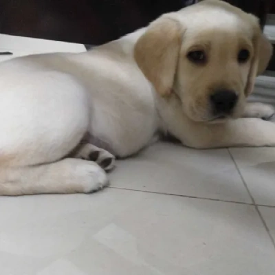 Labrador Retriever Price in Surat | Labrador Retriever Puppies for sale in Surat