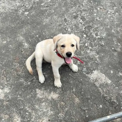 Labrador  Price in Bangalore | Labrador  Puppies for sale in Bangalore