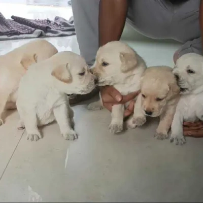 Labrador Retriever Price in Chennai | Labrador Retriever Puppies for sale in Chennai