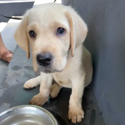 Labrador Retriever Price in Surat | Labrador Retriever Puppies for sale in Surat