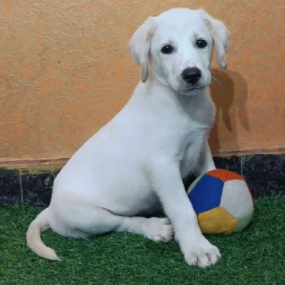 Labrador Retriever Price in Hyderabad | Labrador Retriever Puppies for sale in Hyderabad