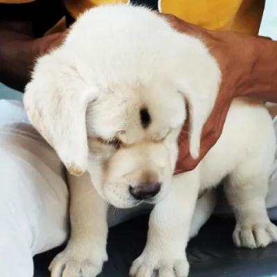 Labrador  Price in Bangalore | Labrador  Puppies for sale in Bangalore