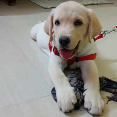 Labrador Retriever Price in Hyderabad | Labrador Retriever Puppies for sale in Hyderabad