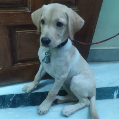 Labrador Retriever Price in Chennai | Labrador Retriever Puppies for sale in Chennai