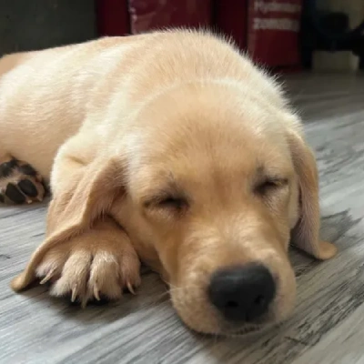 Labrador Retriever Price in Hyderabad | Labrador Retriever Puppies for sale in Hyderabad