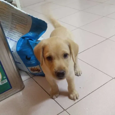 Labrador  Price in Bangalore | Labrador  Puppies for sale in Bangalore