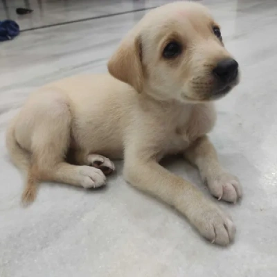 Labrador Price in Delhi | Labrador Puppies for sale in Delhi