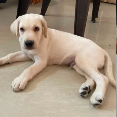 Labrador Retriever Price in Gurgaon | Labrador Retriever Puppies for sale in Gurgaon