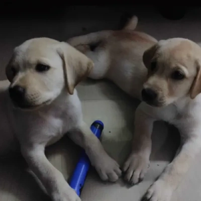 Labrador Retriever Price in Gurgaon | Labrador Retriever Puppies for sale in Gurgaon