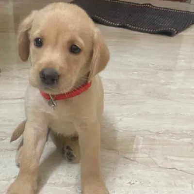 Labrador  Price in Bangalore | Labrador  Puppies for sale in Bangalore