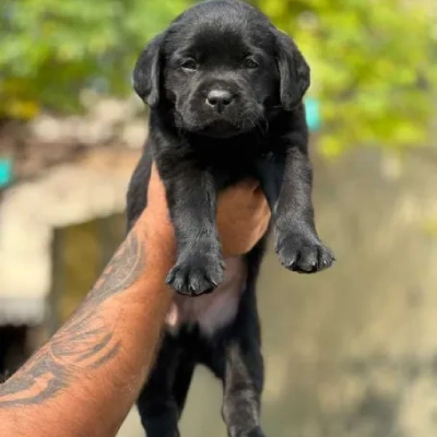 Labrador  Price in Bangalore | Labrador  Puppies for sale in Bangalore