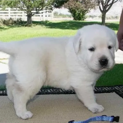 Labrador Retriever Price in Gurgaon | Labrador Retriever Puppies for sale in Gurgaon