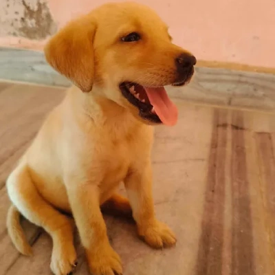 Labrador Price in Noida | Labrador Puppies for sale in Noida