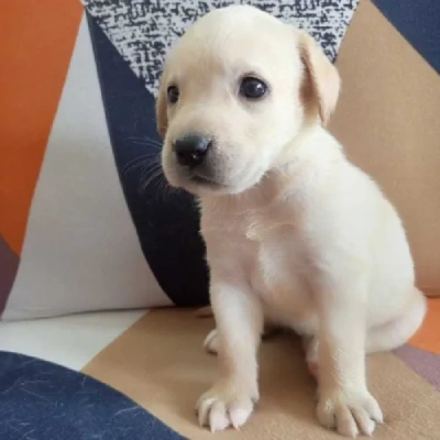 Labrador Retriever Price in Mumbai | Labrador Retriever Puppies for sale in Mumbai